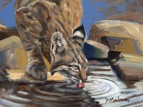 BOBCAT AT THE POOL by Diana Madaras