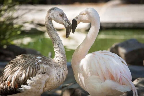 BIRD DUO by Guy Atchley