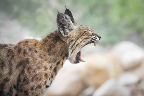 BOBCAT1 by Rocky LaRose