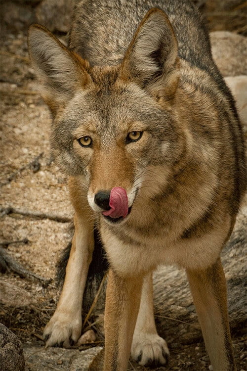 COYOTE 2 by Rocky LaRose