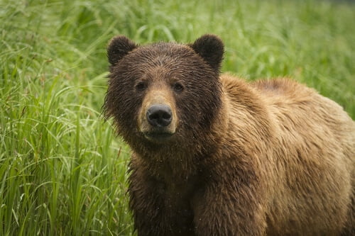GRIZZLY KHUTZEYMATEEN by Rocky LaRose