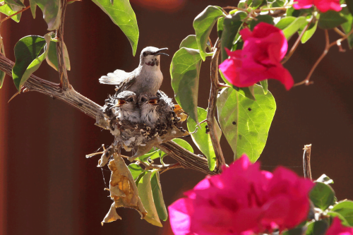 HUMMINGBIRD by Rocky LaRose
