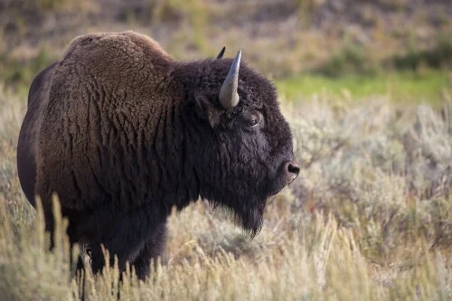 BISON YELLOWSTONE by Rocky LaRose
