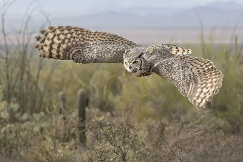 GREAT HORNED OWL TUCSON by Rocky LaRose