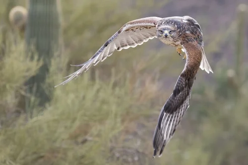 HAWK by Rocky LaRose