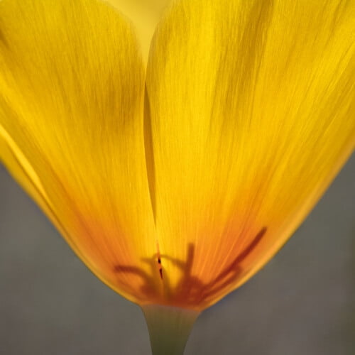 POPPY CLOSE UP by Rocky LaRose