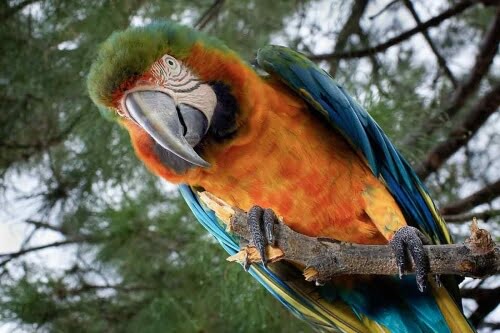 PARROT by Guy Atchley