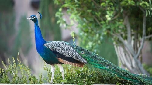 PEACOCK by Guy Atchley