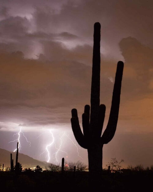 SAGUARO WITH LIGHTNING by Guy Atchley