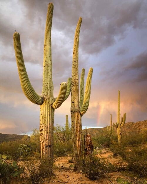 SAGUARO SUNSET by Guy Atchley