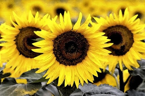 SUNFLOWERS by Rocky LaRose